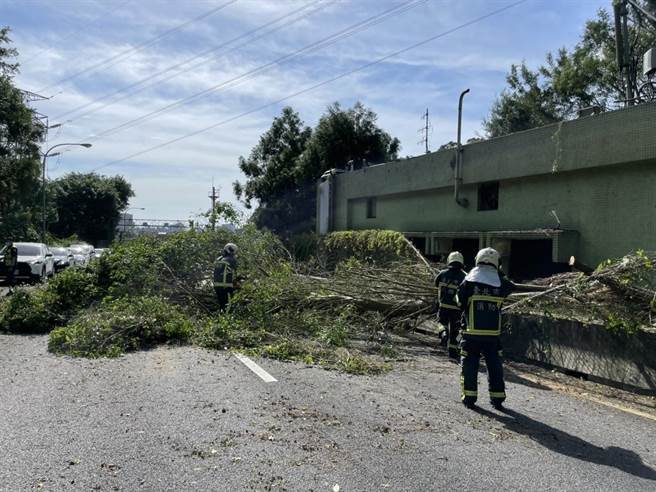 樹木坍塌警消迅速排除。（翻攝照片）
