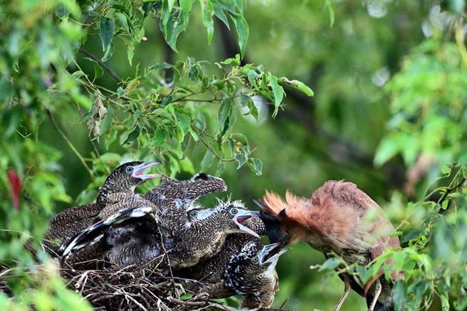 羽翼渐丰的黑冠麻鹭幼鸟，索食行为非常粗暴疯狂。（庄哲权摄）