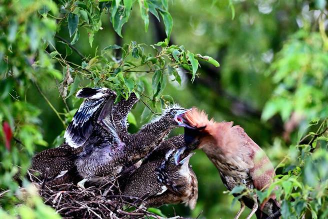 羽翼渐丰的黑冠麻鹭幼鸟，索食行为非常粗暴疯狂。（庄哲权摄）