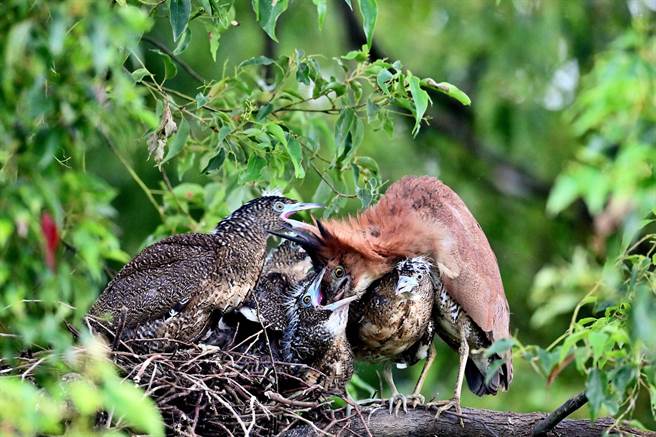 羽翼渐丰的黑冠麻鹭幼鸟，索食行为非常粗暴疯狂。（庄哲权摄）