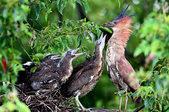 羽翼渐丰的黑冠麻鹭幼鸟，索食行为非常粗暴疯狂。（庄哲权摄）