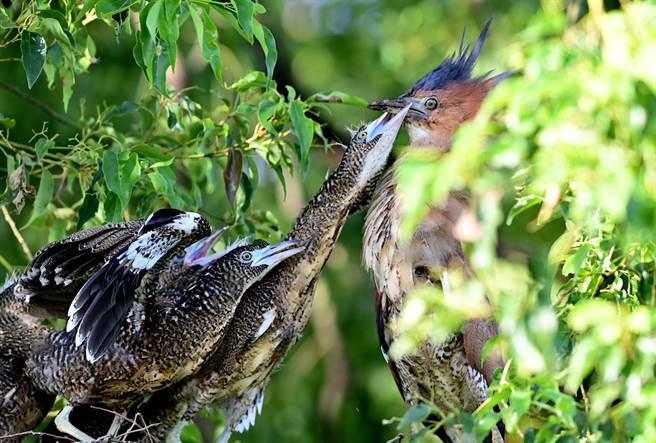 羽翼渐丰的黑冠麻鹭幼鸟，索食行为非常粗暴疯狂。（庄哲权摄）