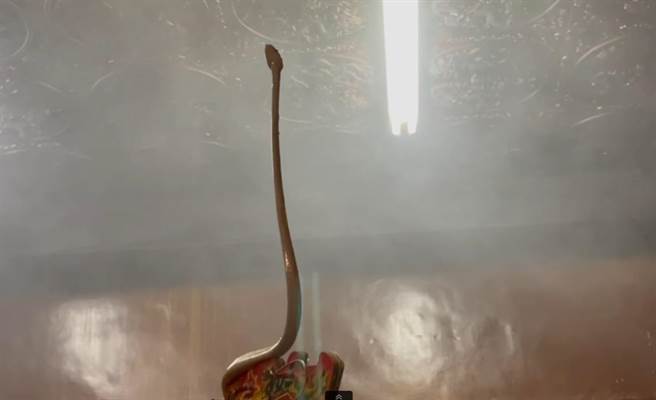 「帝爷公蛇」挺直身躯准备低头向神明参拜，模样令人称奇。（庙方人员提供／张妍溱南投传真）