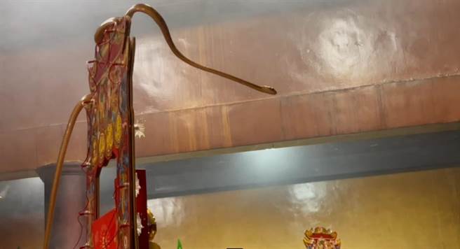 「帝爷公蛇」挺直身躯低头向神明参拜，模样令人称奇。（庙方人员提供／张妍溱南投传真）