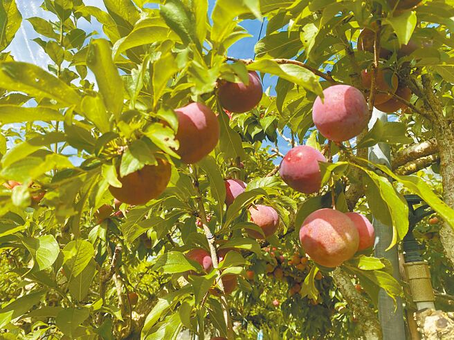 嘉义县梅山乡太和村、阿里山香丰山村皆盛产红肉李，每年端午节前开始採收，今年因天气影响，太和的红肉李产量大幅减少。（取自豪德红肉李果园脸书／张亦惠嘉县传真）