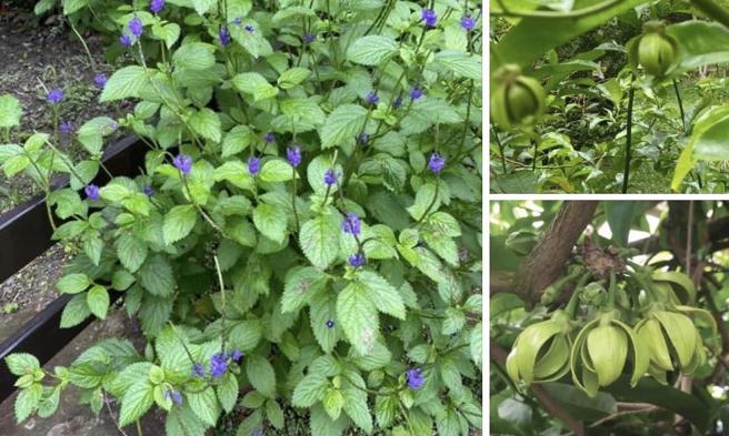 左化鵬》草木有情，「她們」不分藍綠。（愛傳媒提供）