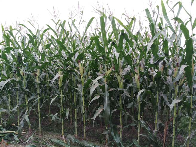 青割玉米新品種「台農8號」，植株葉片保綠期長，在田間自然環境下無銹病病徵發生，適合密植及機械採收，是值得推薦的芻料用品種。（農試所提供／馮惠宜台中傳真）