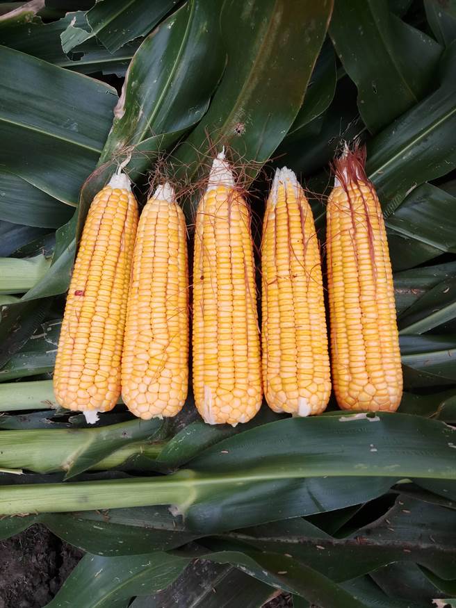 青割玉米新品種「台農8號」適合在雲嘉南地區秋季裡作栽培，由播種至採收比常用品種提早1個月採收。（農試所提供／馮惠宜台中傳真）