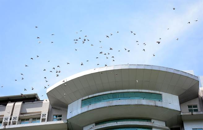 天空上群鸽飞舞，担心突如其来的鸟粪，已是大仁科大师生日常。（林和生摄）