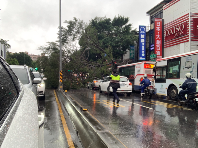 北市士林区中正路上路树倒塌，直接横躺压在公车车顶，路过车辆遭波及，现场车流严重回堵。（翻摄自记者爆料网）