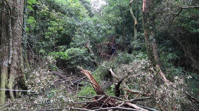 東勢林管處到現場測量倒木與步道的距離。（東勢林管處提供）