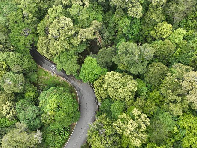 台中大雪山森林遊樂區5日發生樹倒壓死人意外。（東勢林管處提供）