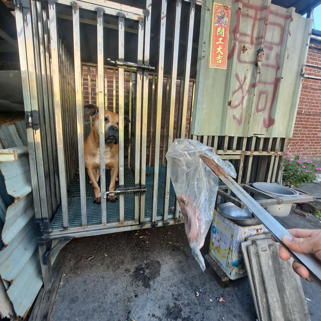 男子发现自家宠物「皮皮」不惧臭青母侵扰，反而却将臭青母趴皮又分尸。（翻摄自脸书爆废公社公开版）