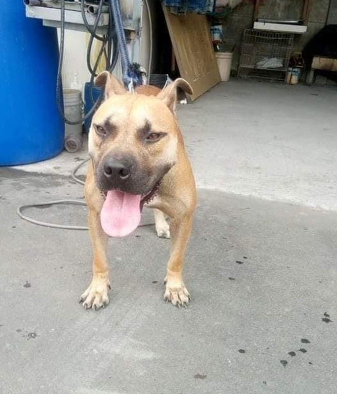 虽然宠物「皮皮」凶狠，但是眉毛的样子却成为网友的目光焦点，认为皮皮的眉毛狠有戏。（翻摄自脸书爆废公社公开版）