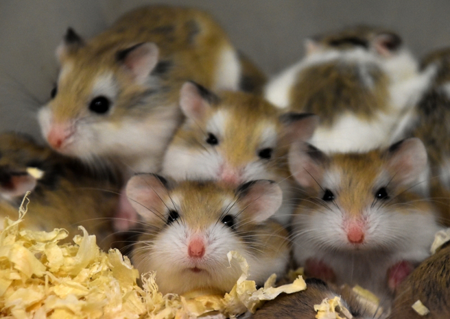 这项基因实验反倒制造出「野蛮仓鼠」，牠们在笼子内互斗、互咬的频率增加。(示意图／shutterstock)