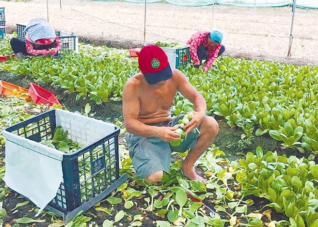 云林县农业从业人口比例全台最高，但农民职业病迄今缺乏相关研究，以致申请理赔困难，农委会将以云林县农民为研究模组。（周丽兰摄）