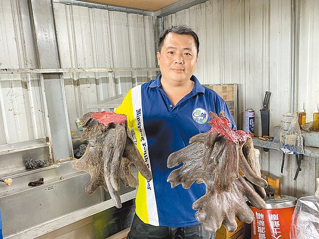 嘉义县民雄乡皇佳鹿园5日收割今年最大的鹿茸，重达321两。（张亦惠摄）
