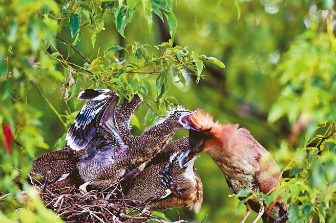 羽翼渐丰的黑冠麻鹭幼鸟，索食行为非常粗暴疯狂，几乎要把亲鸟的头生吞下去。（庄哲权摄）