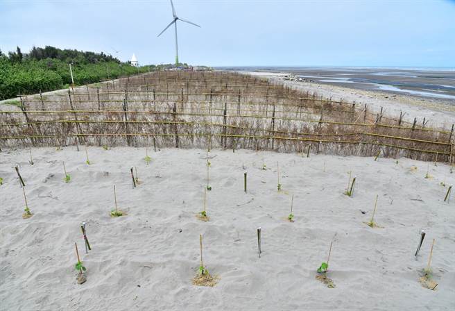 海岸植树造林不仅可解决海岸线退缩问题，也可发挥防风定沙的功能。（台中市政府提供）