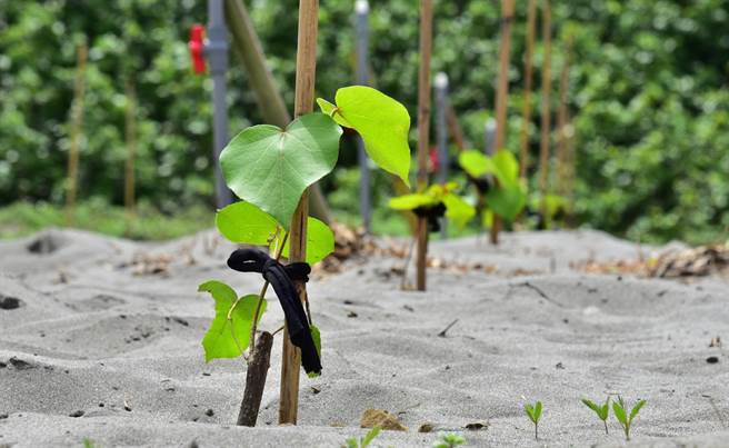 台湾山林復育协会协助提供650株黄槿树苗，期能缝补海线绿带。（台中市政府提供）