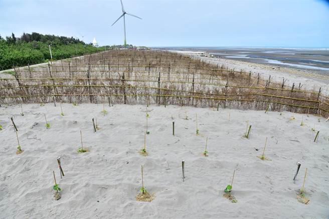 台湾山林復育协会协助提供650株黄槿树苗。（台中市观旅局提供）