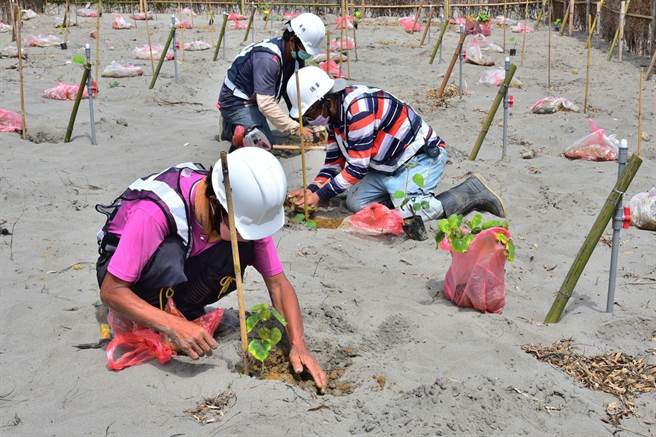 原先规划由大安在地居民亲手种植，因应近日疫情升温，改由观旅局植树，并请台湾山林復育协会协助指导。（台中市观旅局提供）