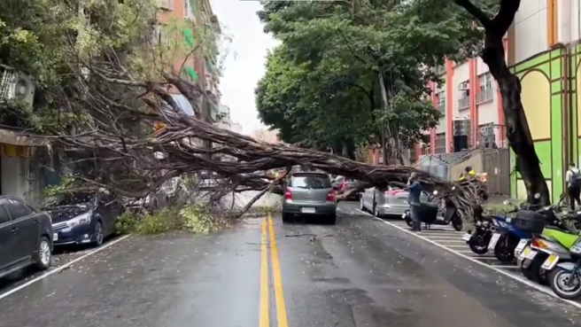 台北市大同区凉州街上的路树7日上午倒塌，横卡住双向车道，砸毁共计5辆轿车。（翻摄自记者爆料网）