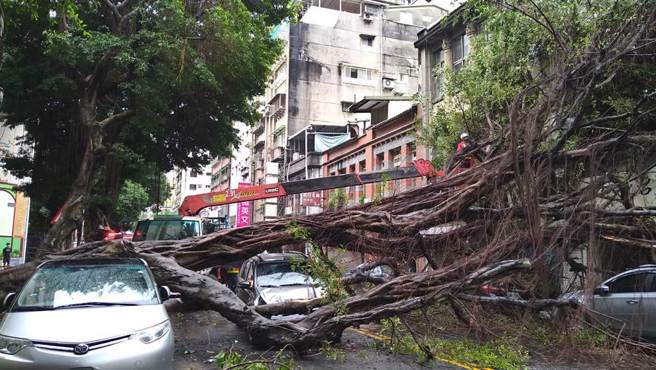 北市凉州街路树坍塌。（翻摄画面）
