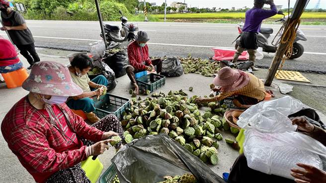 永安里长叶辛芳的「里长伯ㄟ店」，近来每天一群平均年龄逾70岁的「千岁团」阿嬷在门口将莲子脱粒。（张毓翎摄）