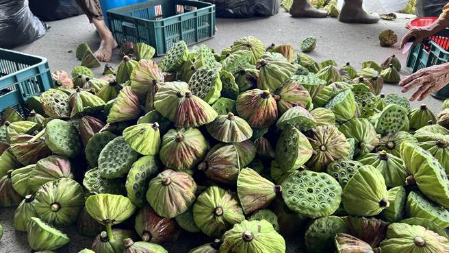 台南市白河区正值莲花季，提早栽种的农民，已开始採收莲蓬。（张毓翎摄）