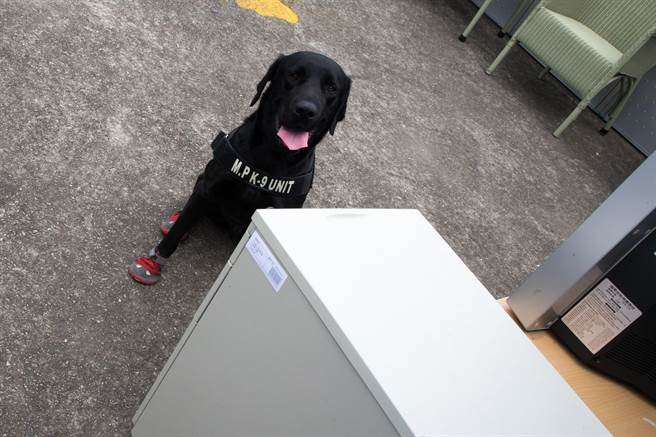 緝毒犬等待領犬員指示實施嗅聞展示。國防部提供