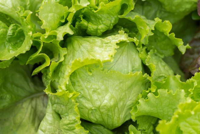 最近几个月，莴苣在澳洲当地价格飙涨300%，迫使肯德基调整了部分分店的食谱。(示意图／shutterstock)