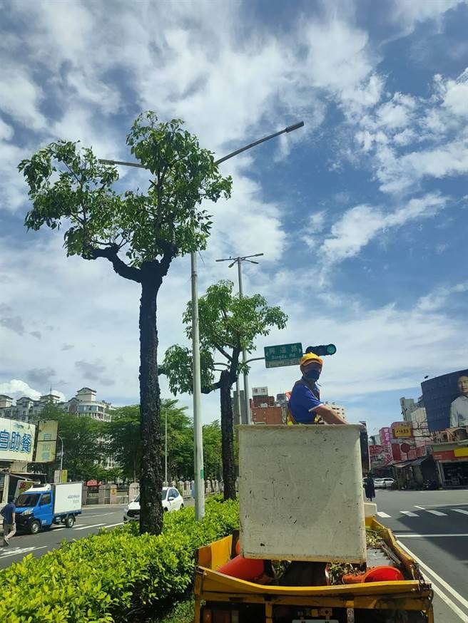 嘉義市環保局修剪及清理木棉花的結果。（嘉義市政府提供／廖素慧嘉市傳真）