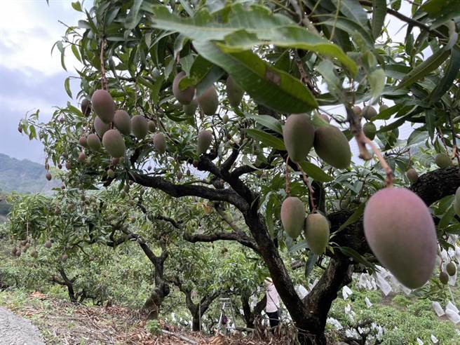 今年台南芒果減產，市府仍將舉辦多場活動促銷，包括重啟芒果評鑑賽，鼓勵農友申請產銷履歷、安全用藥，顧好品質。（劉秀芬攝）