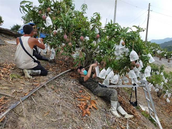 部分農友對參賽很有興趣，但礙於果園是林班地，無法參加，覺得很可惜。(楊沁涓提供／劉秀芬台南傳真)