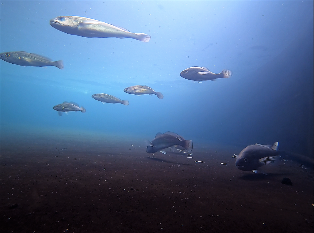水試所的研究團隊成功馴養野生黑䱛種魚並能產卵，而將受精卵孵化後培育成魚苗，這也是全球首次以人工方式繁殖黑䱛成功的紀錄。（澎湖海生中心提供）