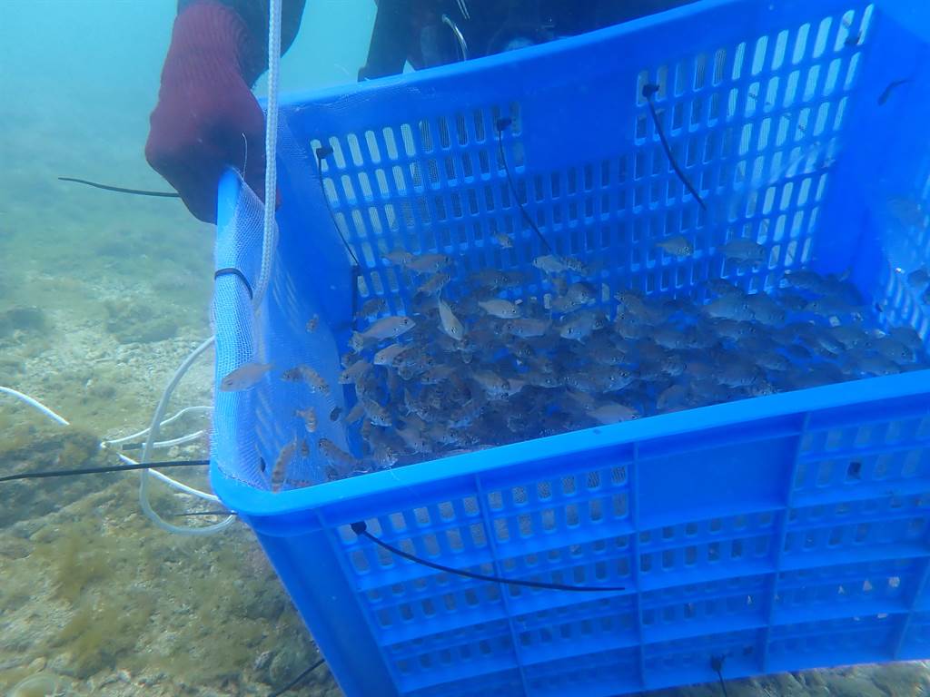 水試所將繁殖成功的黑䱛魚苗，放流在澎湖海域海草床棲地，使資源回歸自然，達到永續利用的目的。（澎湖海生中心提供）