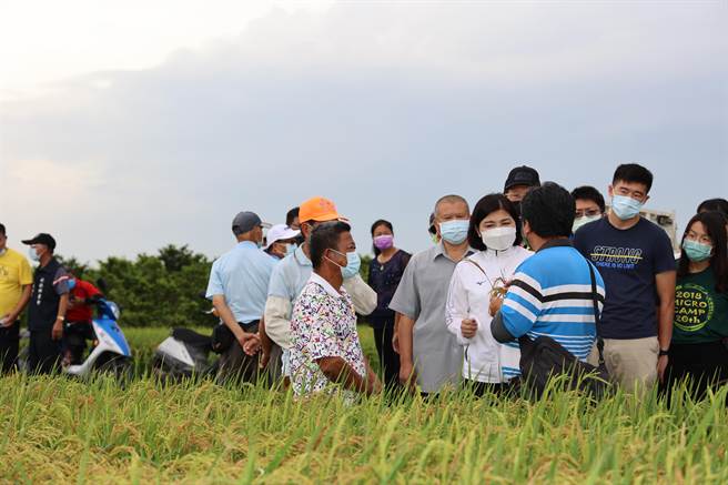 台南农改场人员今到水林乡勘查稻穗不稔状况，县长张丽善陪同，大批农民包围关切。（周丽兰摄）