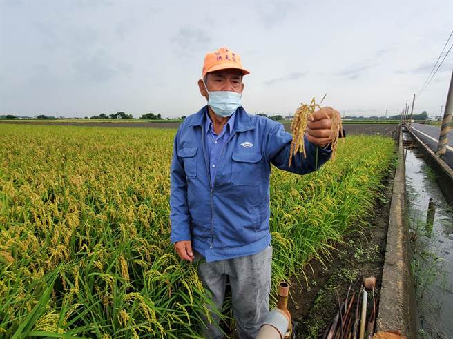 云林县包括水林乡、土库镇、二崙乡、莿桐乡、林内乡、褒忠乡、大埤乡、西螺镇传出稻热病严重，不少稻穗只有稻壳没有稻米。（周丽兰摄）