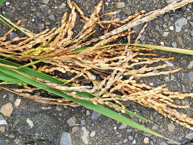 稻穗空包弹的外观。（周丽兰摄）