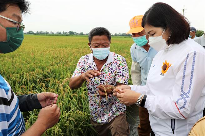 县长张丽善（右一）到水林乡陪同台南农改场人员勘灾。（周丽兰摄）