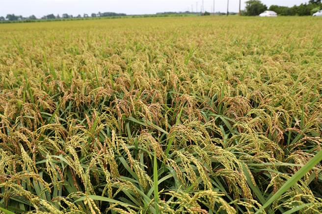 水林乡稻田初估有2成是空包弹。（周丽兰摄）
