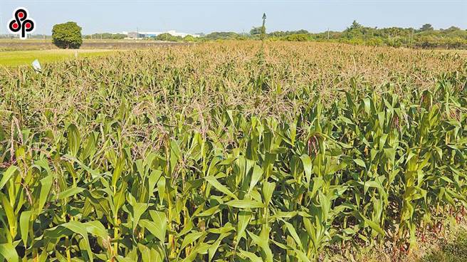 国内农业长期缺工，导致农田里黑工屡见不鲜。（本报系资料照）