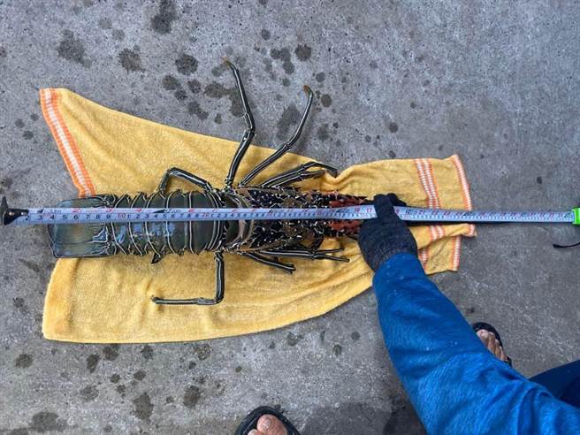 台东县长滨乡民池祥钰日前野放1只体长40公分且抱卵的大白鬚龙虾。（池祥钰提供／蔡旻妤台东传真）