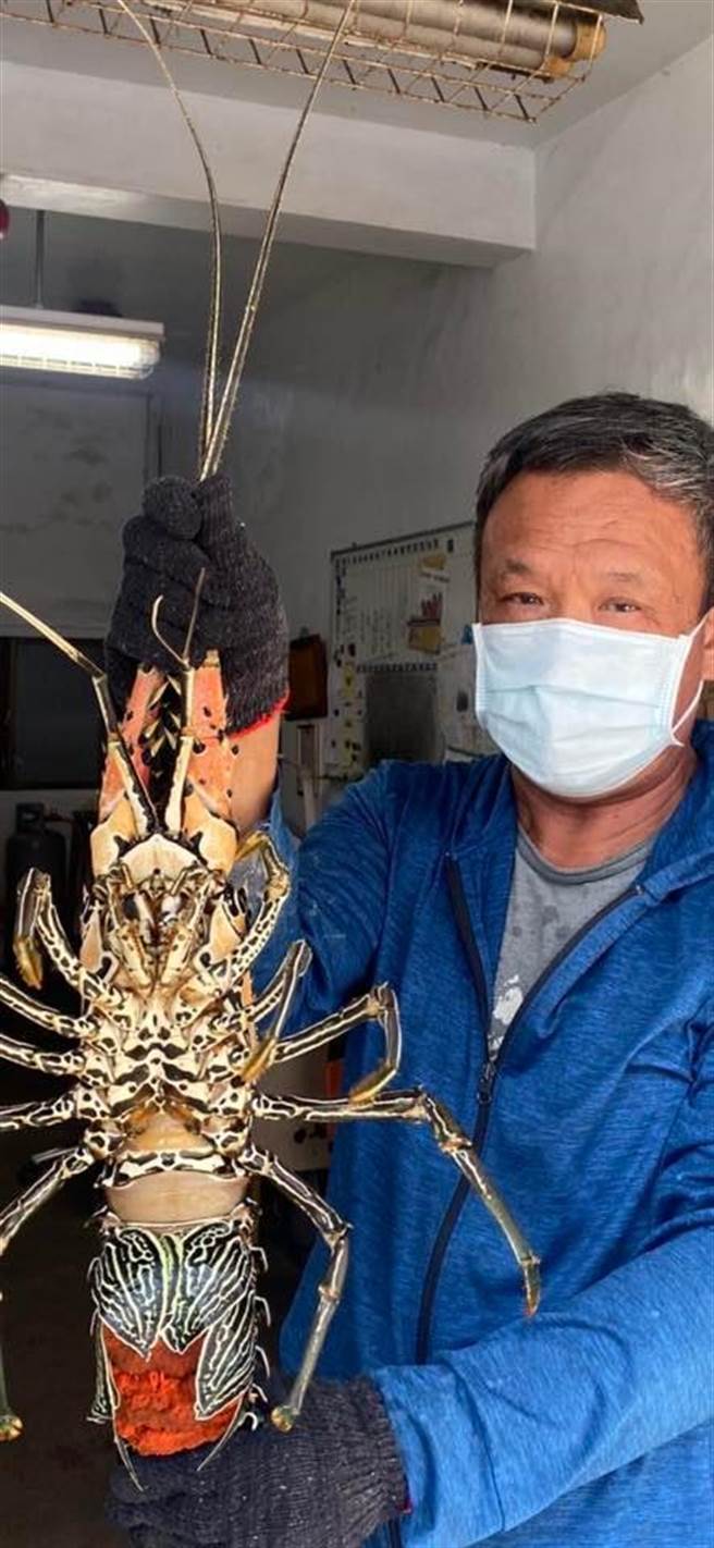 台东县长滨乡民池祥钰日前野放1只体长40公分且抱卵的大白鬚龙虾。（池祥钰提供／蔡旻妤台东传真）