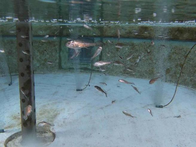 农业委员会水产试验所首度繁殖成功俗称黑口的「黑((鱼或)」，8日配合世界海洋日，在湖西等海域放流500尾，并在马公等海域放流嘉(鱼蜡)鱼苗3万9500尾。（图/ 中央社）