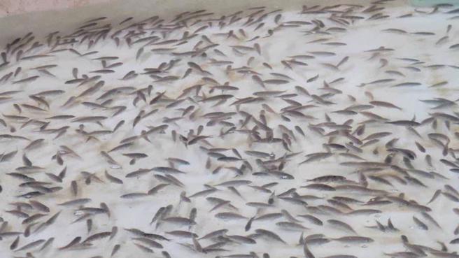   农业委员会水产试验所首度繁殖成功俗称黑口的「黑((鱼或)」，8日在湖西等海域放流500尾，并在马公等海域放流嘉(鱼蜡)鱼苗3万9500尾，以行动来为海洋资源復育尽一分心力。（图/ 中央社）