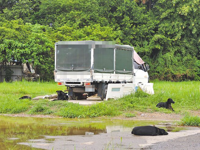 高雄大寮区凤林四路路旁草丛堆，可见不少犬只成群结队。（洪靖宜摄）