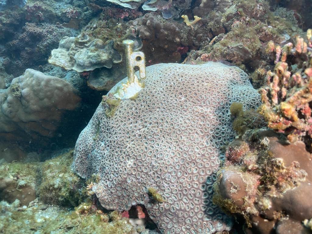 [新聞] 宜蘭豆腐岬珊瑚礁遭插營釘 凶手竟是海保