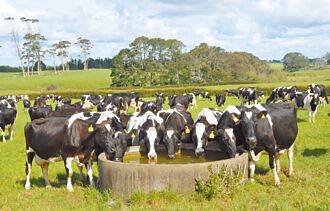 拚減碳排 紐西蘭擬收牛羊打嗝費